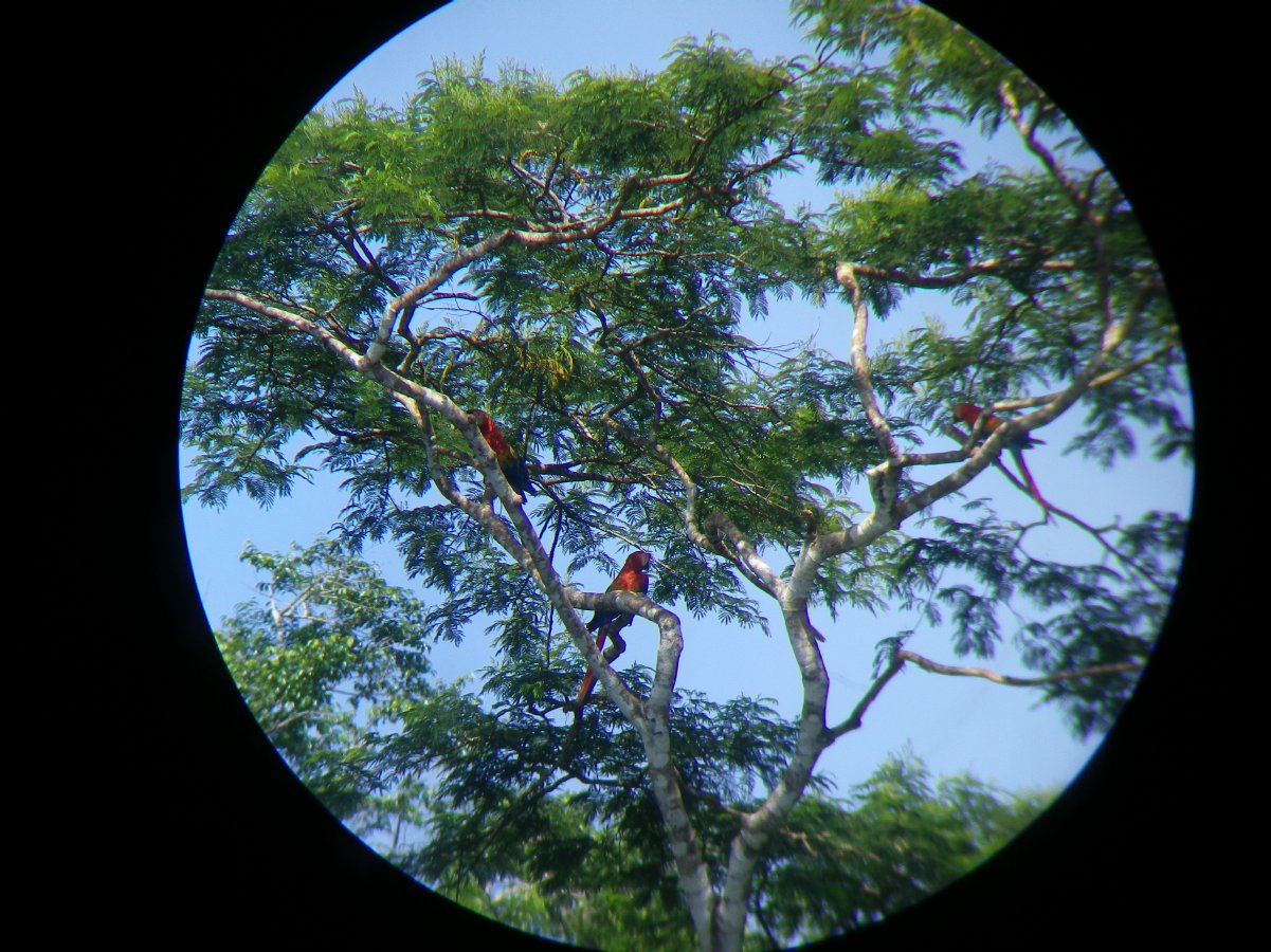 Macaw watching17